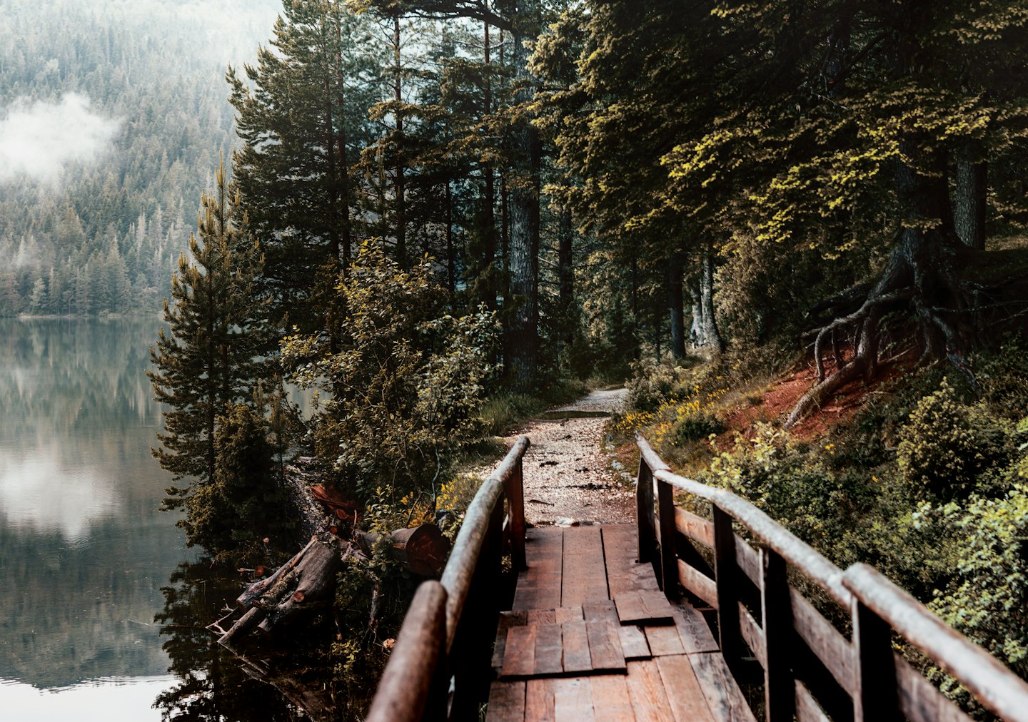 A wooden boardwalk leads into a dense forest beside a lake.
