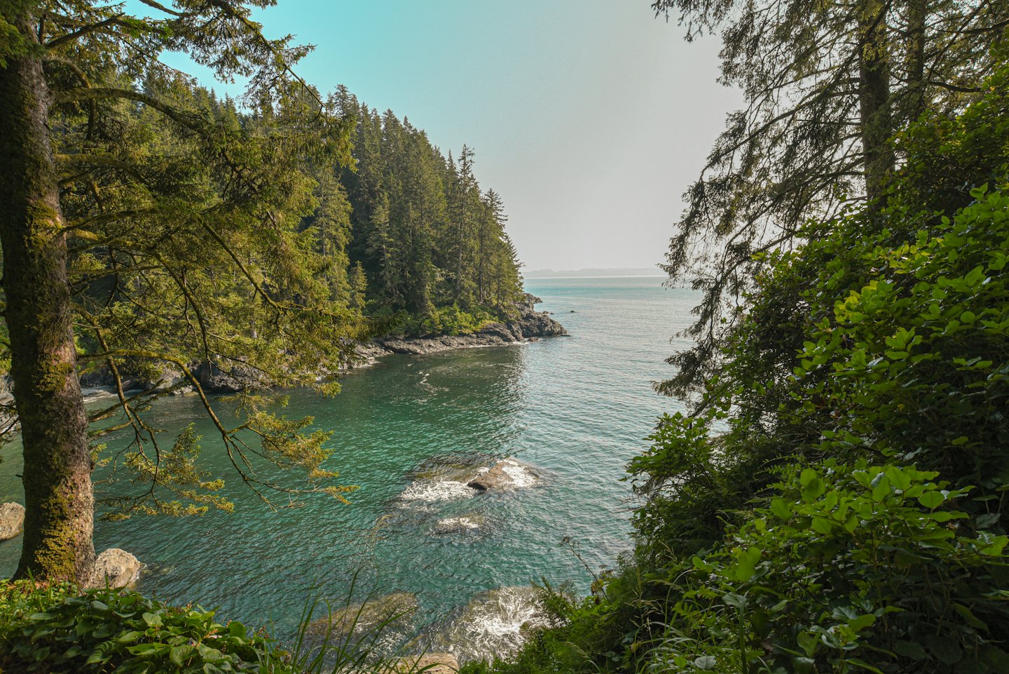 Dense green forest meets a rocky shoreline and teal ocean.