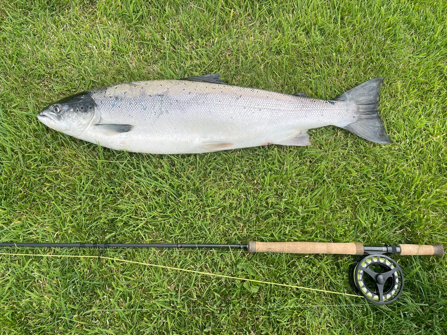 Freshly caught salmon on grass with a fly fishing rod.